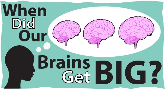 Link to When Did Our Brains Get Big? 